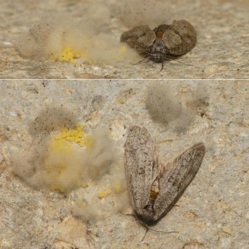 Penestoglossa dardoinella